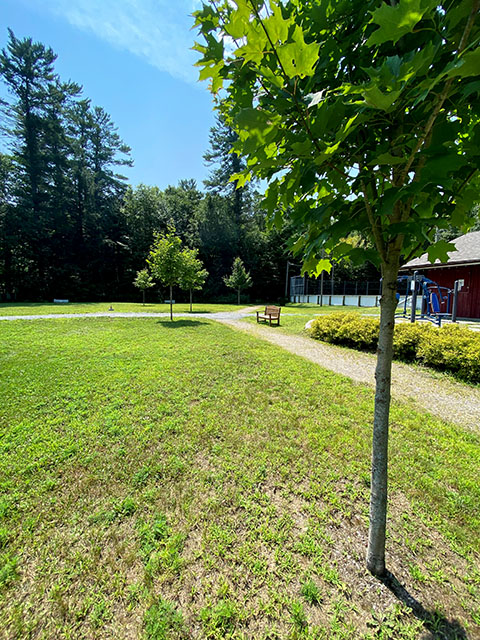 Image shows a pathway and tree in Dorset Lions Centennial Park.