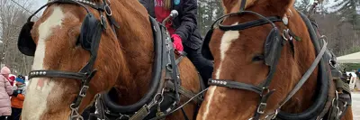Image shows horses at the Dorset Winter Carnival. 